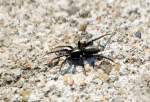 Eine interessante Spinne die ich leider nicht zuordnen kann, goldene Punkte auf dunklem Hinterleib und zu fr�her Jahreszeit unterwegs, 22.03.12 Berlin-Sch�nefeld.