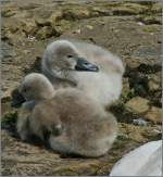 Schwanenkinder
(14.06.2013)