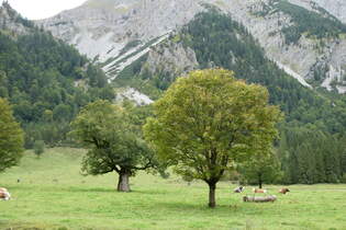 (280'484) - Ahorne und Khe am 17.