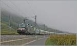 Die X4E-711 (im Einsatz fr die BLS) und die BLS Re 465 mit einem Gterzug zwischen Ligerz und La Neuveville.