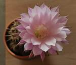 Cactusblte von Oben.