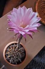 Blhender Cactus.