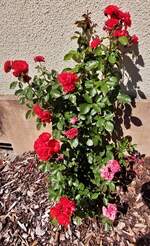 Blhende Rosen in unserem Vorgarten.
