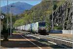 Die BLS Re 475 414 und eine weitere sind bei Preglia auf der Simplon Sd Rampe mit einem Gterzug auf dem Weg in Richtung Brig.