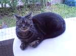 (277'977) - Shaggy auf der Terrasse am 22.