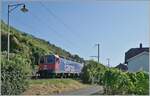 Die SBB Re 6/6 11669 (Re 620 069-5) Hgendorf  passt kaum in die Vegetationslcke bei Ligerz....