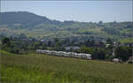RABe 512 031 bei Frick, Juni 2025.