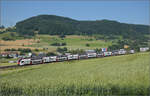 RABe 512 031 bei Frick, Juni 2025.