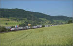 RABe 512 036 und RABe 512 033 bei Frick, Juni 2025.