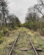 Der Zustand vom Unstrutbahngleis am 16.11.2024 bei der Unstrutbrücke in Roßleben. Um eine bautechnische Prüfung der Bahnbrücken für neue Eisenbahnunternehmen zwischen Roßleben und Artern zu ermöglichen, müssen die Brücken auf diesem Streckenabschnitt erst einmal freigeschnitten werden. Im Rahmen eines ehrenamtlichen Arbeitseinsatzes haben einige Mitglieder der IG Unstrutbahn e.V. mit der Unstrutbrücke in Roßleben begonnen. (Foto: Philip Spannemann)