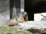 Rochers-de-Naye Murmeltier=Marmotte
