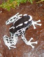 Frberfrosch am 17.11.2008 in Stuttgart/Wilhelma