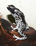 Frberfrosch am 17.11.2008 in Stuttgart/Wilhelma