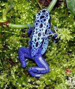 Frberfrosch am 22.03.2009 in Wilhelma/Stuttgart