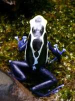 Frberfrosch am 15.07.2008 in Stuttgart/Wilhelma