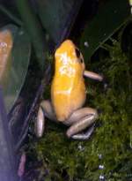 Giftlaubfrosch am 07.09.2008 in Wilhelma/Stuttgart