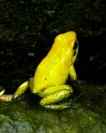 Giftlaubfrosch am 23.07.2008 in Wilhelma/Stuttgart