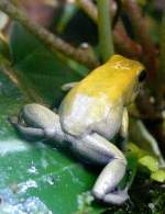 Giftlaubfrosch am 21.06.2008 in Wilhelma/Stuttgart