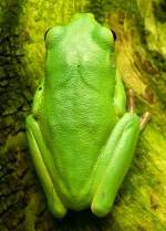 Laubfrosch am 28.06.2008 in Wilhelma/Stuttgart