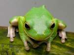 Laubfrosch am 28.06.2008 in Wilhelma/Stuttgart