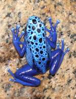 Pfeilgiftfrosch am 17.11.2008 in Stuttgart/Wilhelma