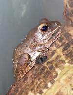 Weissbart-Ruderfrosch am 17.11.2008 in Wilhelma/Stuttgart