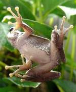 Weissbart-Ruderfrosch am 15.07.2008 in Wilhelma/Stuttgart