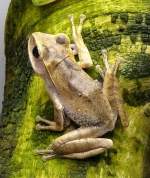 Weissbart-Ruderfrosch am 15.07.2008 in Wilhelma/Stuttgart