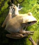 Weissbart-Ruderfrosch am 23.07.2008 in Wilhelma/Stuttgart