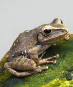 Weissbart-Ruderfrosch am 05.07.2008 in Wilhelma/Stuttgart