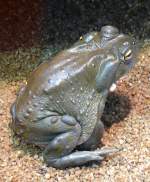 Colorado-Krte am 17.11.2008 in Stuttgart/Wilhelma