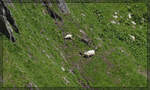 Blick in die Landschaft beim Kreiskehrtunnel unterhalb von Gletsch und schon fallen da einige Walliser Schwarznasenschafe auf. Juli 2024.