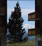 Das Weisshorn mit 4505 m als einer der wahren Giganten der Alpen ist im Goms sehr präsent. Oberwald, Juli 2024.