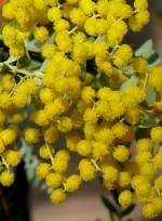 Messerblatt-Akazie am 22.03.2009 in Wilhelma/Stuttgart