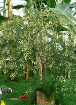 Akazie am 03.04.2009 in Stuttgart/Wilhelma