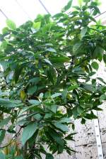 Ylangpflanze am 17.11.2008 in Wilhelma/Stuttgart