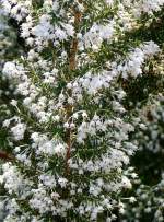 Baumheide am 01.03.2009 in Wilhelma/Stuttgart