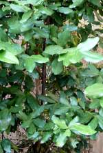 Weier Zimtrindenbaum am 17.11.2008 in Wilhelma/Stuttgart