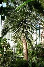 Echter Drachenbaum/Dracaena Draco am 17.11.2008 in Wilhelma/Stuttgart