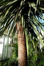 Echter Drachenbaum/Dracaena Draco am 17.11.2008 in Wilhelma/Stuttgart