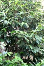 Muskatnussbaum am 17.11.2008 in Wilhelma/Stuttgart