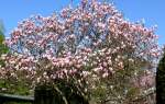 Blhende Magnolie am 14.04.2009 in Wilhelma/Stuttgart