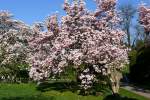 Blhende Magnolie am 14.04.2009 in Wilhelma/Stuttgart