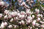 Blhende Magnolie am 14.04.2009 in Wilhelma/Stuttgart
