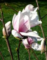 Tulpen-Magnolie am 11.04.2009 in Wilhelma/Stuttgart