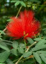 Mahagonibaum am 29.06.2008 in Stuttgart/Wilhelma