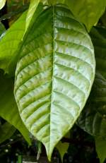 Kakaobaum am 17.11.2008 in Wilhelma/Stuttgart