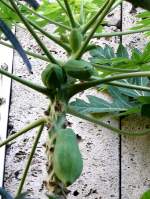 Papaja am 17.11.2008 in Wilhelma/Stuttgart