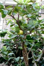 Guajavebaum am 17.11.2008 in Wilhelma/Stuttgart