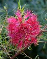 Myrtenheide (Melaleuca Myrtaceae) am 03.04.2009 in Wilhelma/Stuttgart